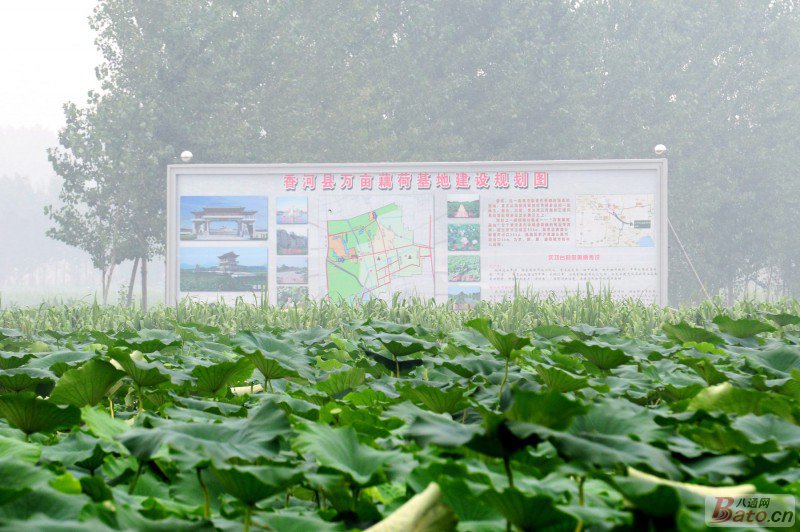 去<em>香河</em>刘宋镇庆功台村看荷花 - 游人游记_八通